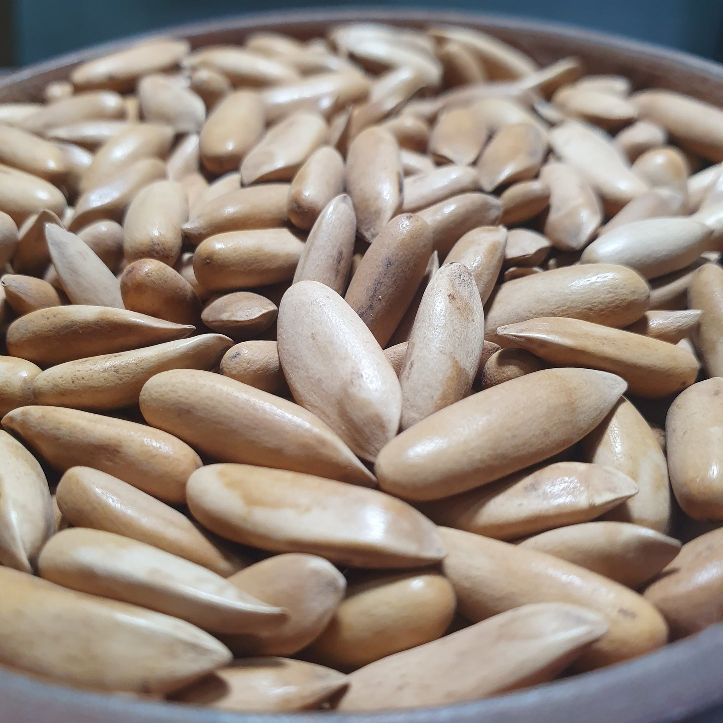 Roasted Pine Nuts (Chilgoza) – Premium Quality from Gilgit Baltistan