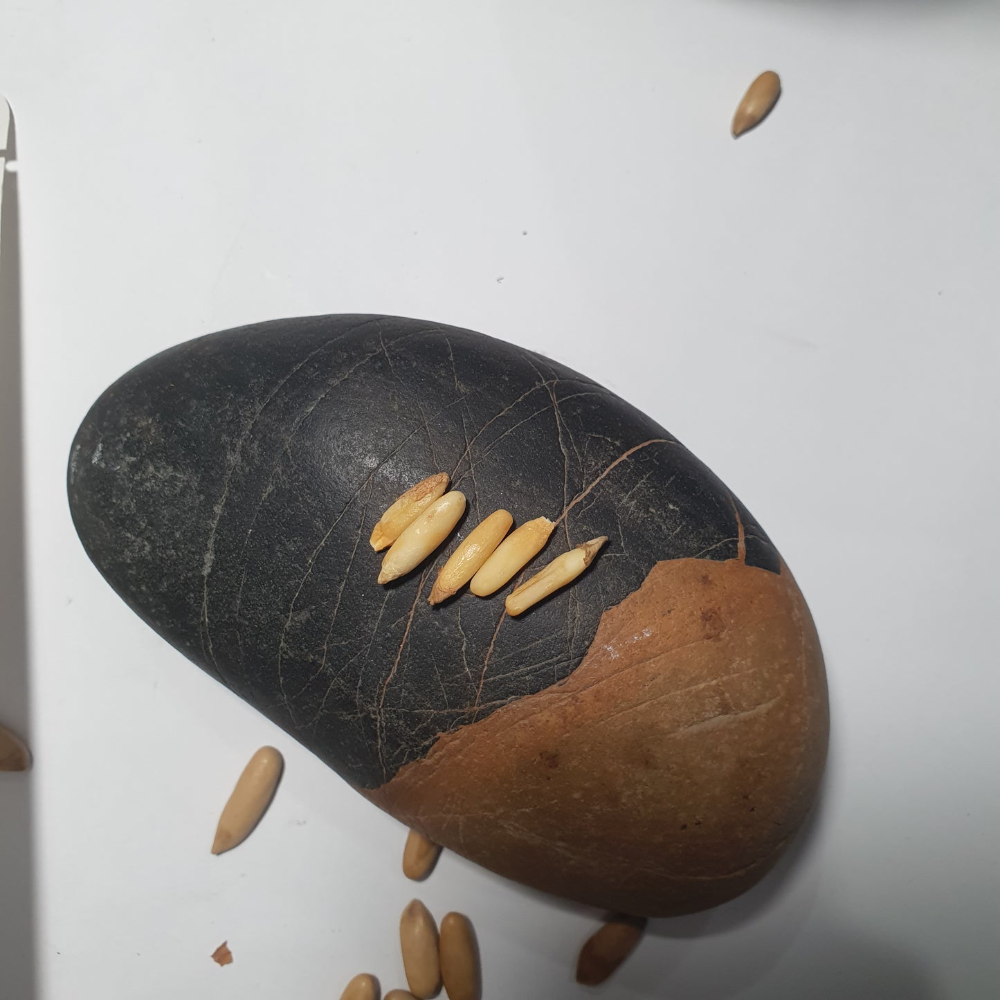 Roasted Pine Nuts (Chilgoza) – Premium Quality from Gilgit Baltistan