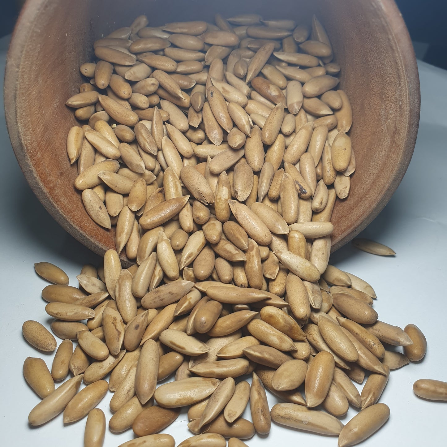 Roasted Pine Nuts (Chilgoza) – Premium Quality from Gilgit Baltistan