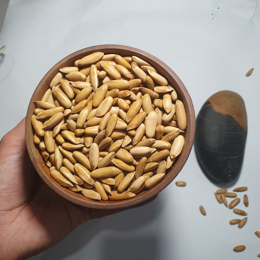 Roasted Pine Nuts (Chilgoza) – Premium Quality from Gilgit Baltistan